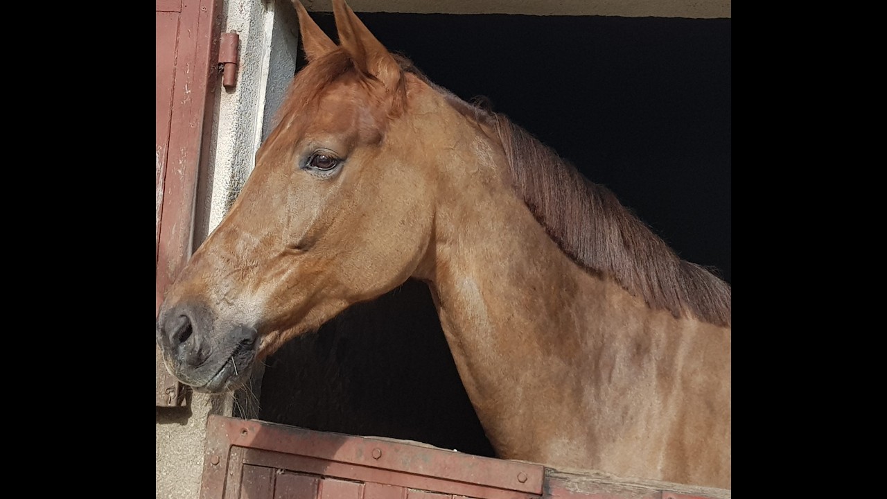 À vendre - Jument - KWPN - 10 ans 
