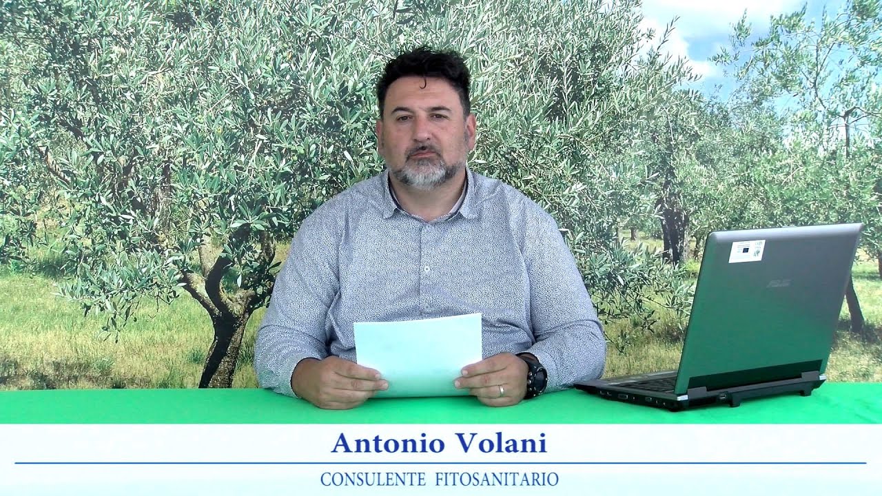 Notiziario olivicolo Emilia Romagna 12 aprile 2024