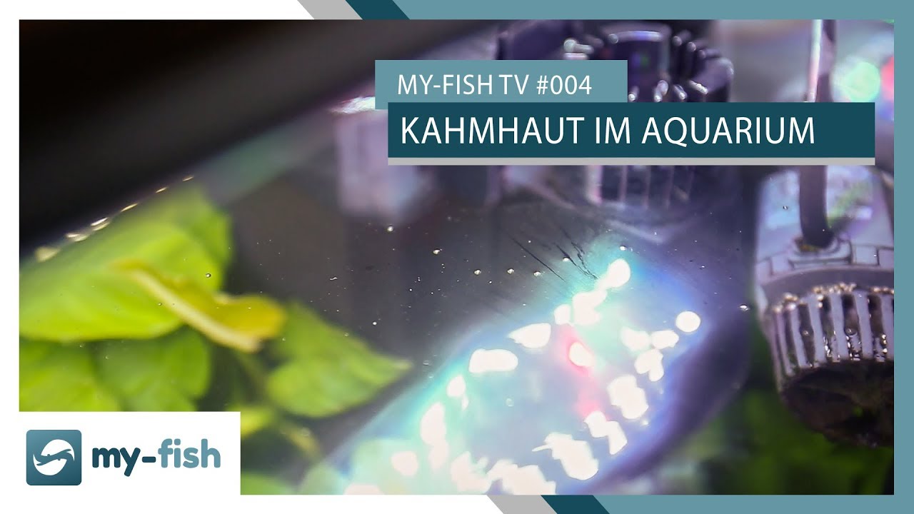 Die Kahmhaut - Schmutzfilm auf der Wasseroberfläche? | my-fish TV