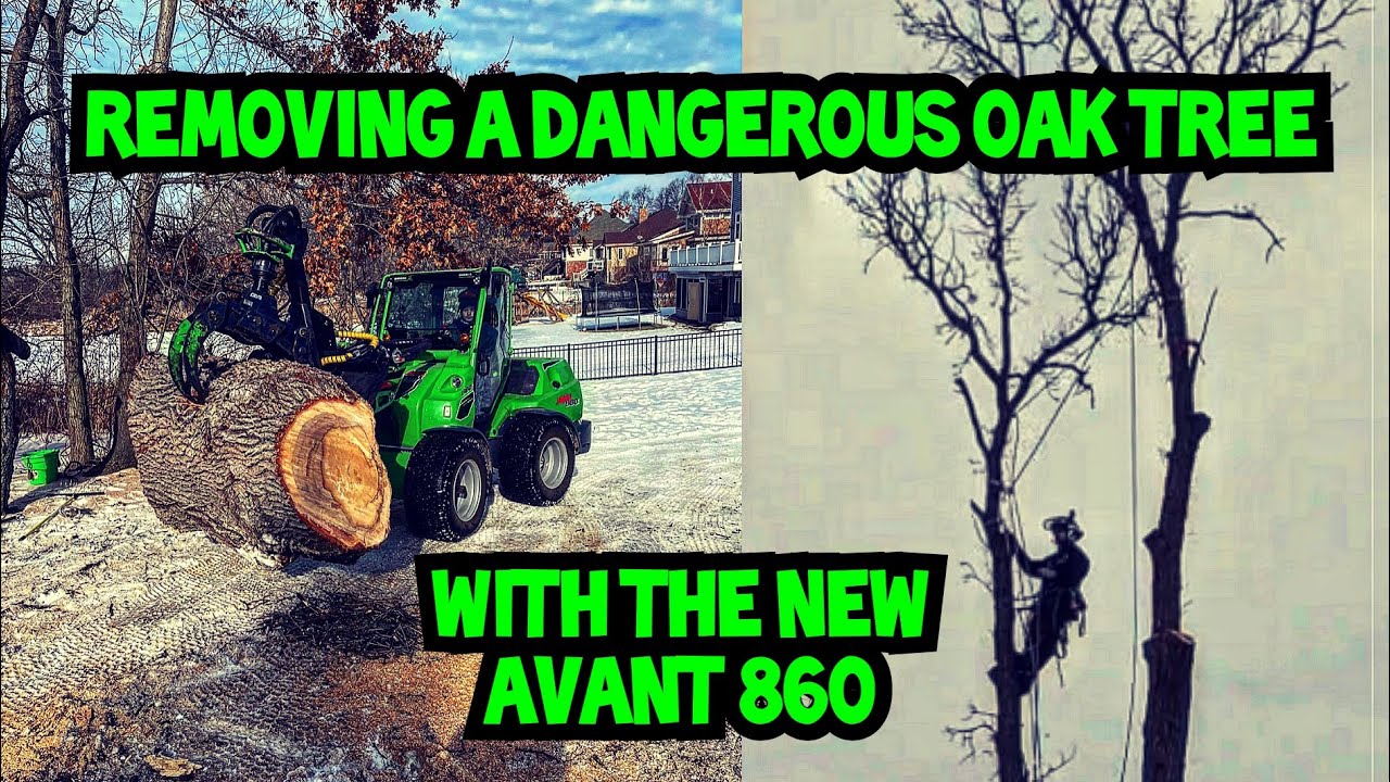 Removing a dangerous Oak tree with the Avant 860