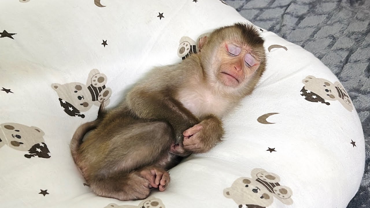 Baby monkey Tina is sleeping soundly on the sofa that her mother gave her, so cute.