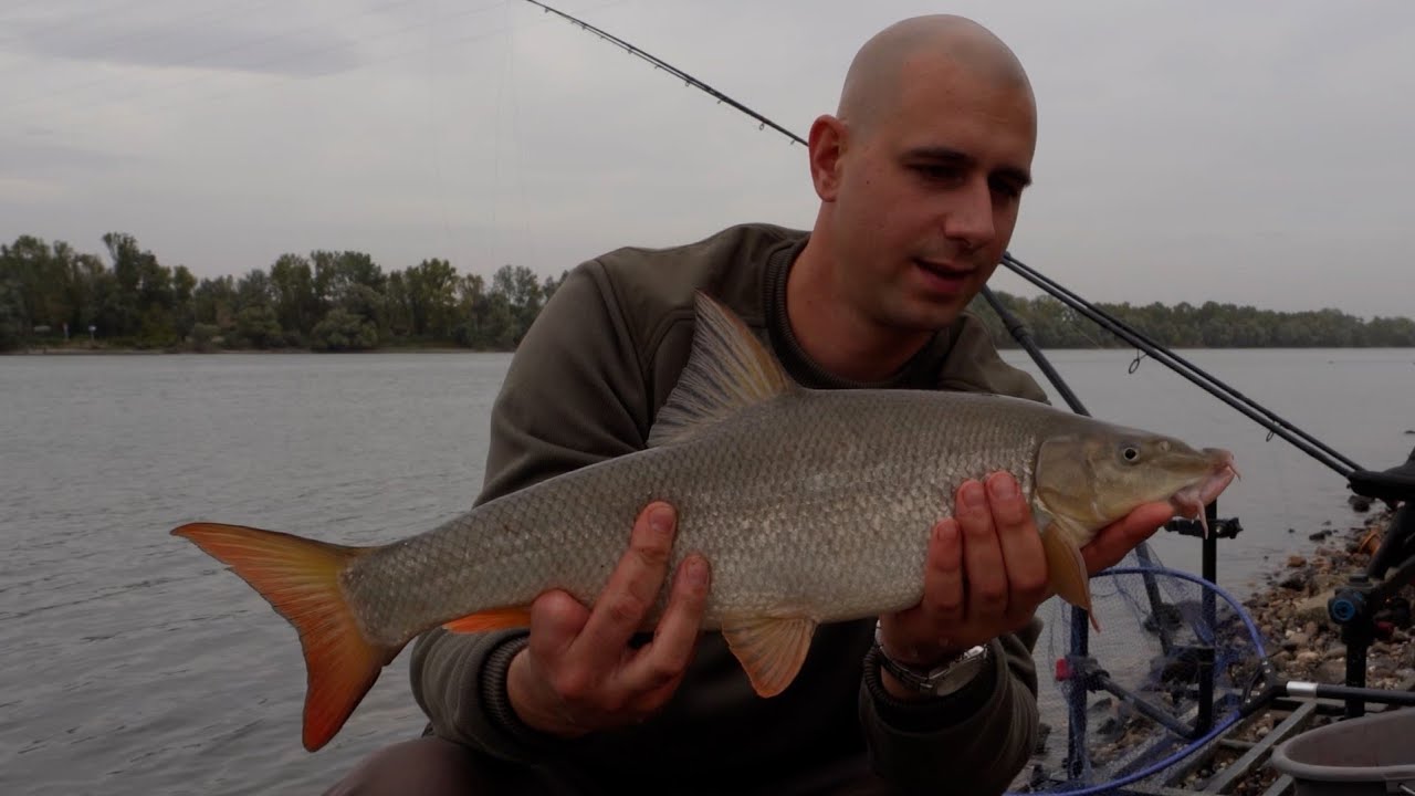 Fishing for Barbel on The Danube River