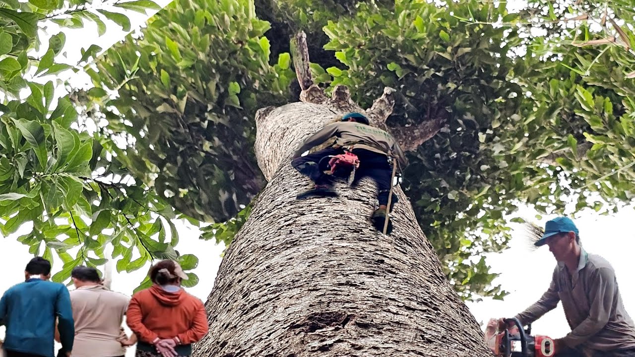 Cưa Cây Dầu To Cao Khủng, Gần Núi, Mưa Bão, Quá Khó, Cưa Kỹ Thuật, 177