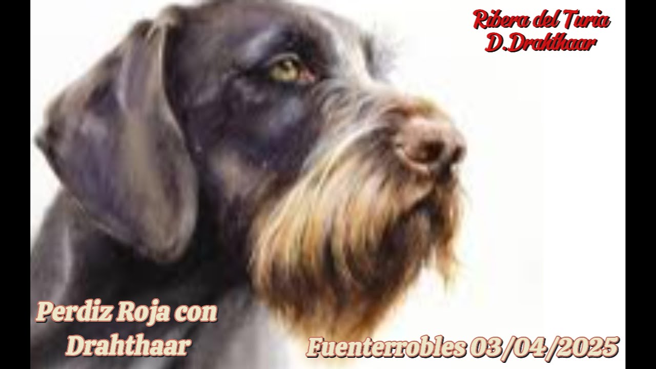 Perdiz con Drahthaar en Fuenterrobles