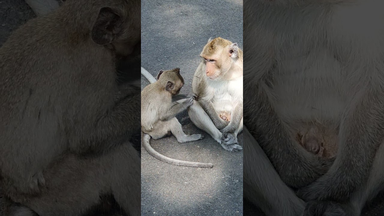 Comedy monkey,funny public monkey , feeeding poor public monkey