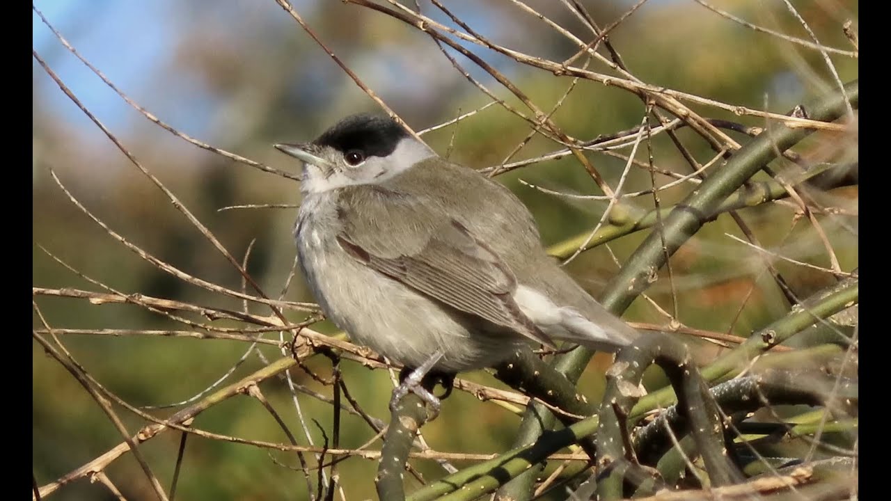 Pěnice černohlavá, Eurasian blackcap, Mönchsgrasmücke, Kapturka, Zwartkop