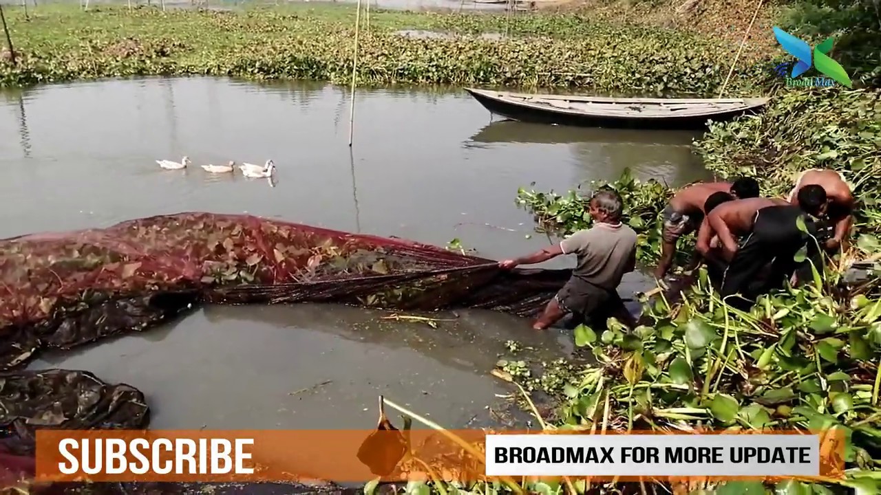 Village Fishing (Katham) | Fishing In Bangladesh | Fishing BD