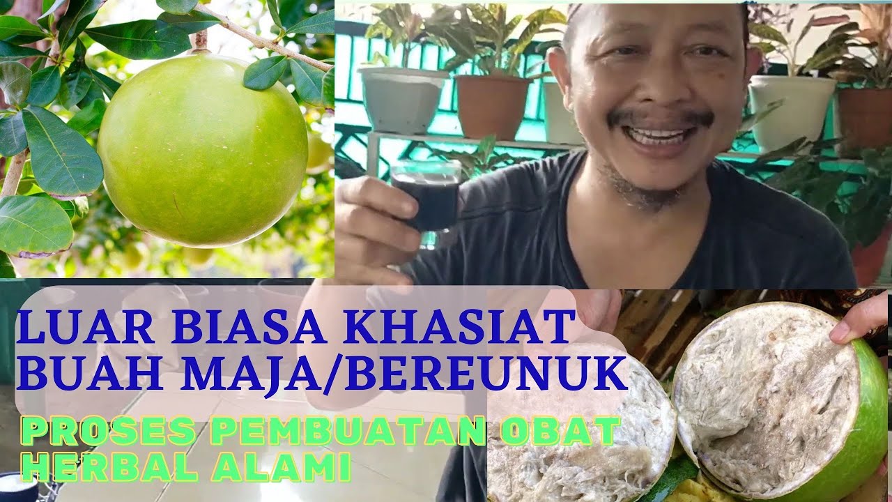 Proses Pembuatan Obat Herbal Dari Buah Maja/Beureunuk
