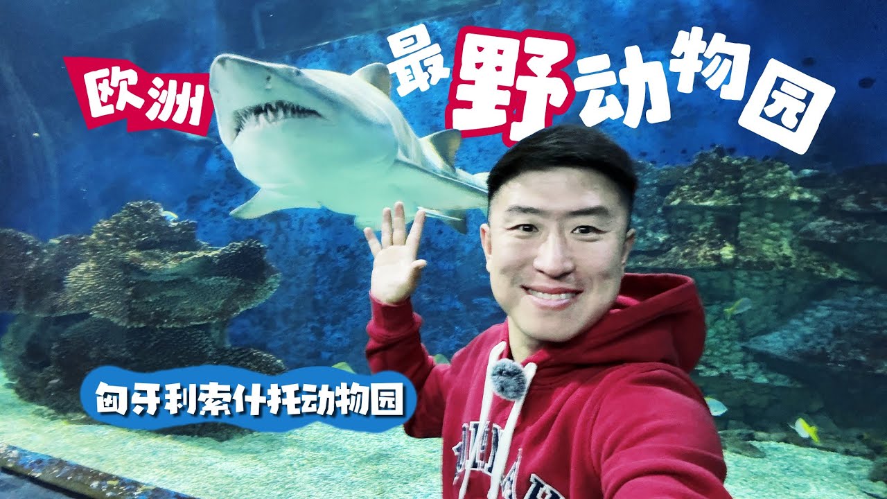 欧洲最野动物园🈶多疯狂! 我严重怀疑这里的猩猩是人装的🤪🦍匈牙利索什托动物园｜ Sóstó zoo最长一日