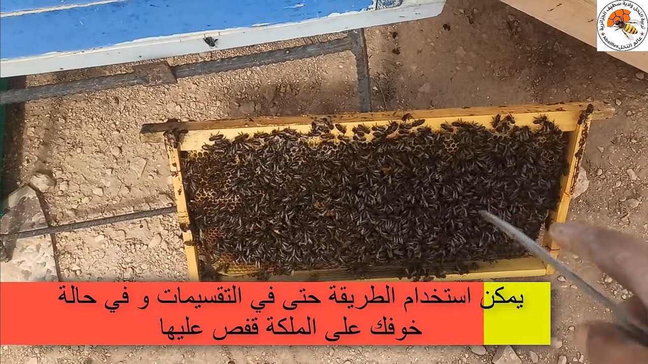 أفضل و أسهل طريقة لتقوية خلايا النحل الضعيفة و التقسيمات الجديدة