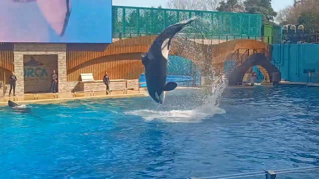 ACS830 - Orca saltando, molhando e se despedindo da plateia - SeaWorld - 03.02.2026