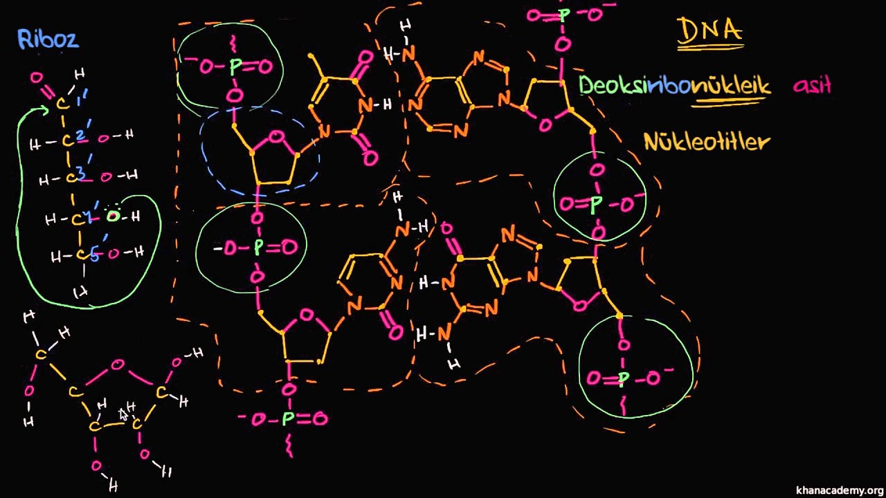 DNA’nın Moleküler Yapısı (Biyoloji / Biyomoleküller)