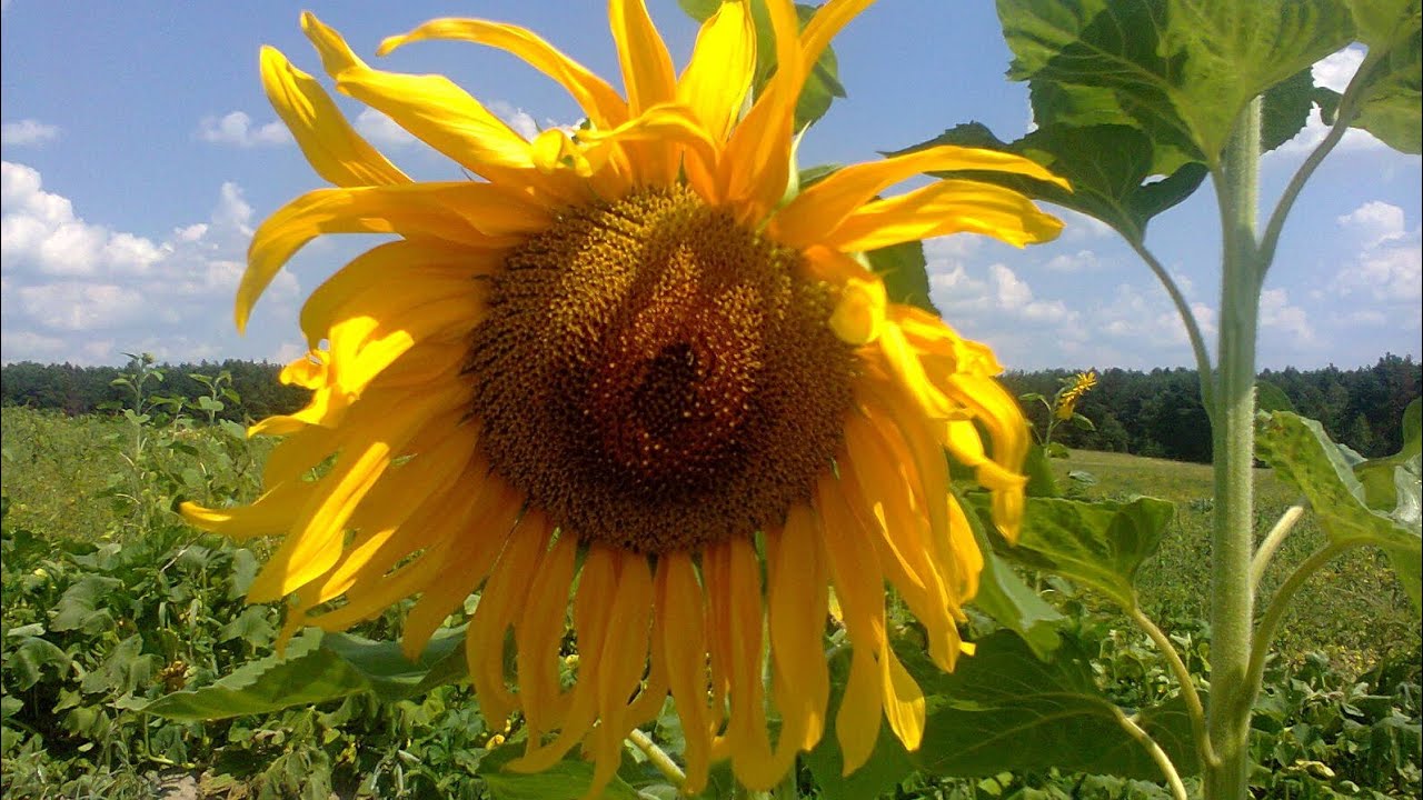 с. Кураш (2012)