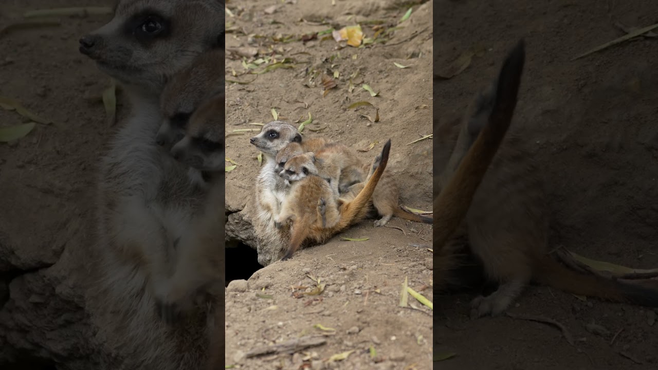 The meerkat mob is about to make you an offer you can't refuse.