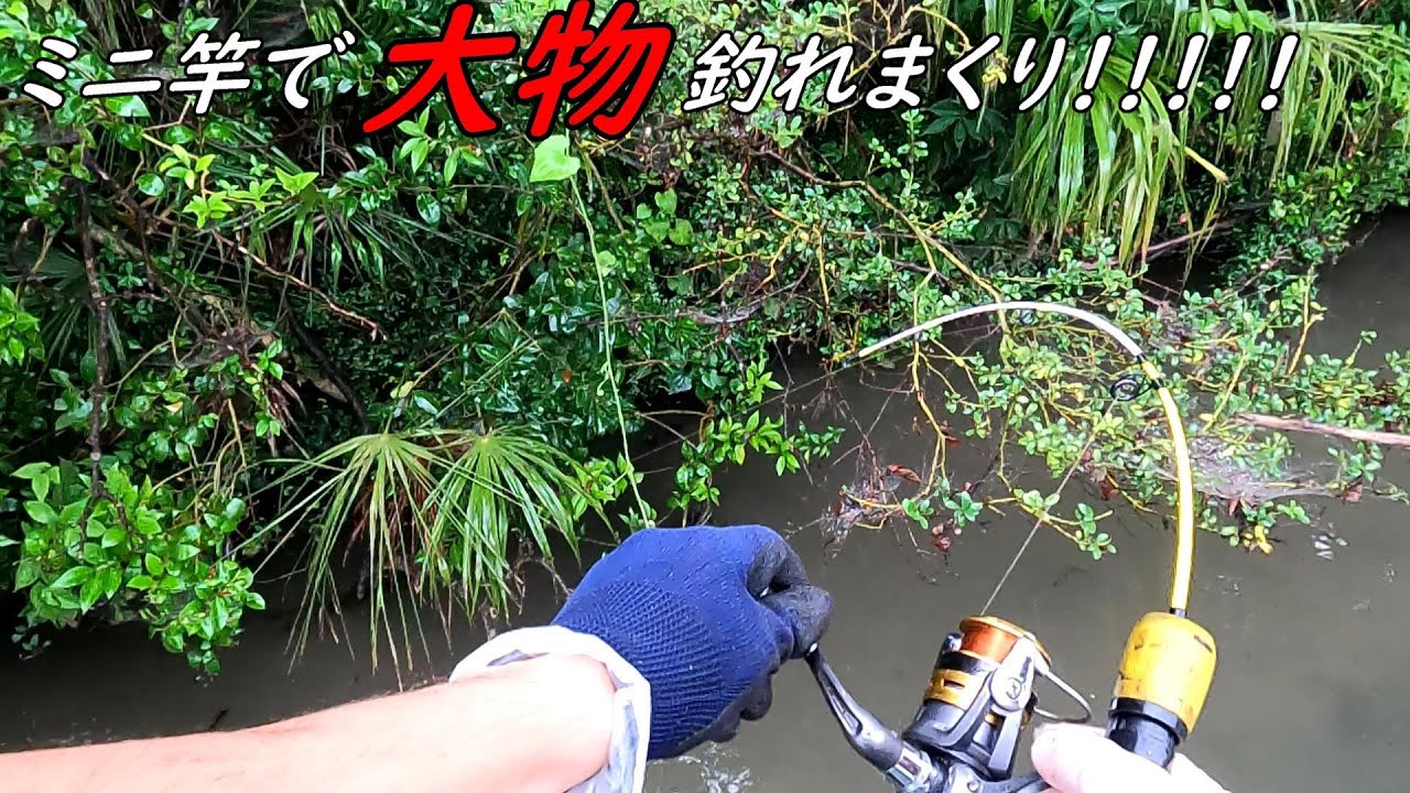 DAISOのミニロッドでヤバいのが釣れた！！！！！！