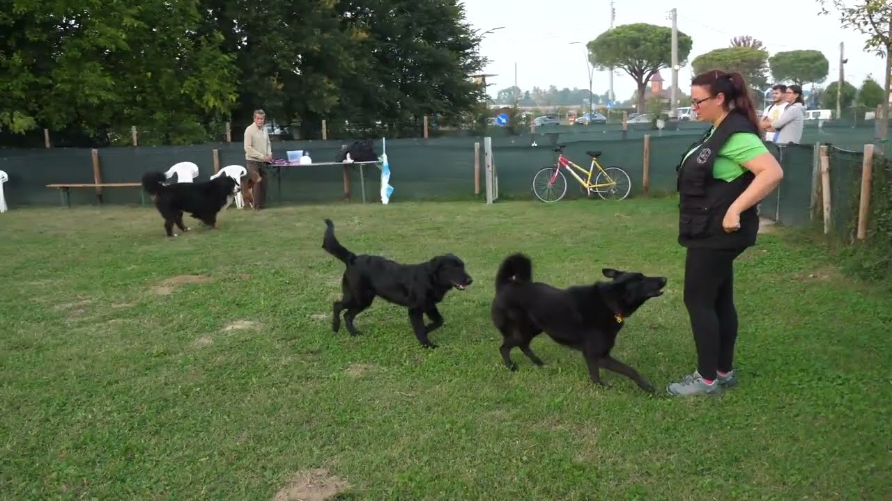 Puppy Class | Vita da Cani Abano Terme