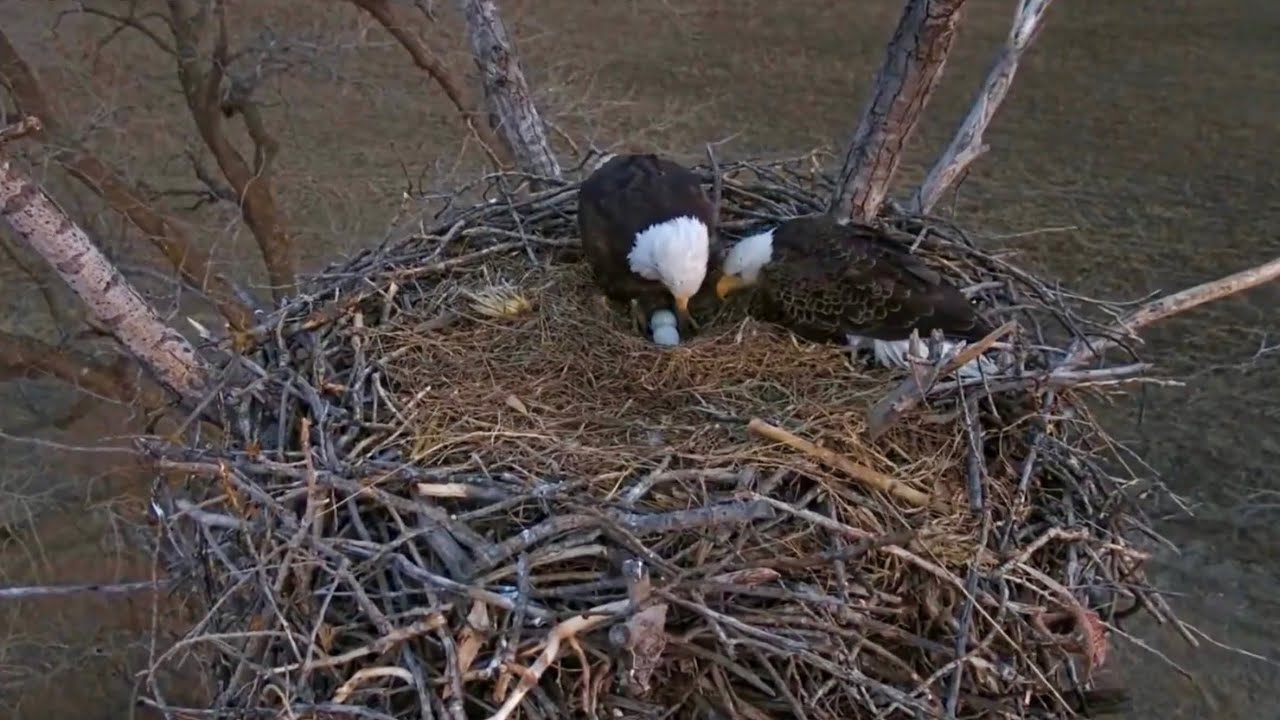 Kansas Eagles 2-24-26. Moments in Time: Harvey, Great Protector & Eagle Dad, Wants Time on his Eggs!