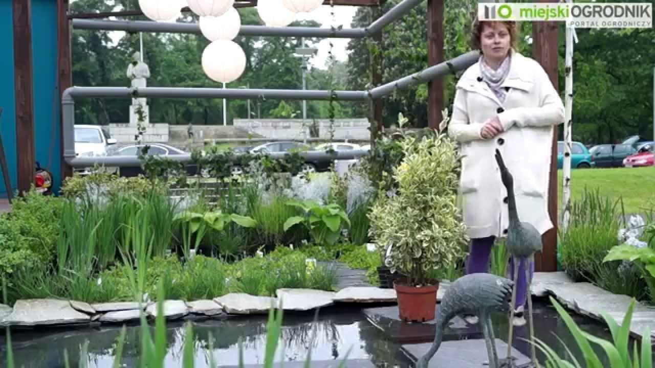 Kocham Tę Roślinę  - Trzmielina japońska S02 E15