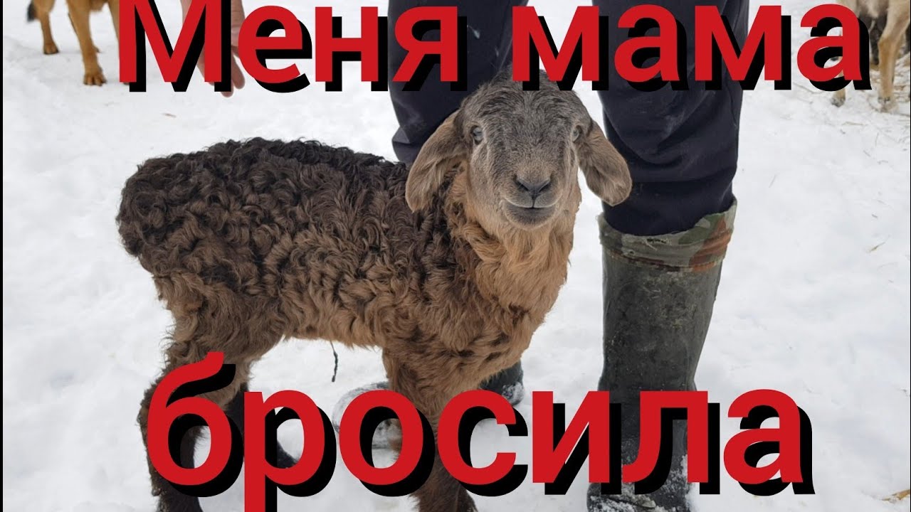 Произошло маленькое чудо : отказной ягнёнок , сирота,  брошенный при рождении , снова обрёл маму