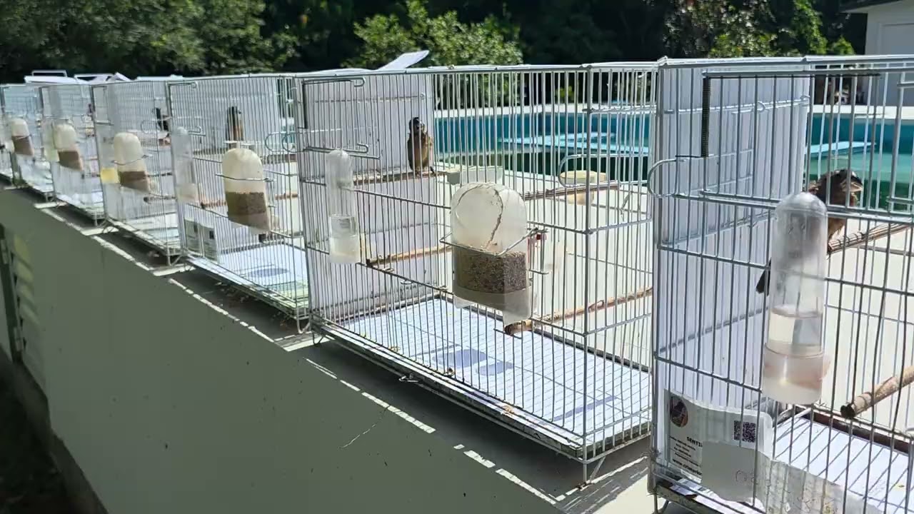 Criação de curió - Um robe espetacular - Que venha a temporada 2025 / 2026