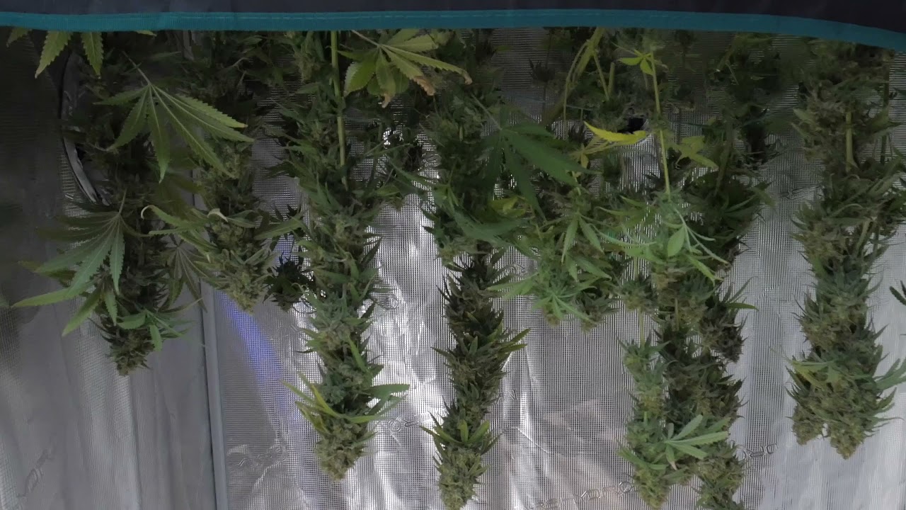 Blueberry Kush Harvest - PlugTalk101 ( S6 Ep30 / Also NEW Mars Hydro 4inch inline fan unboxing )