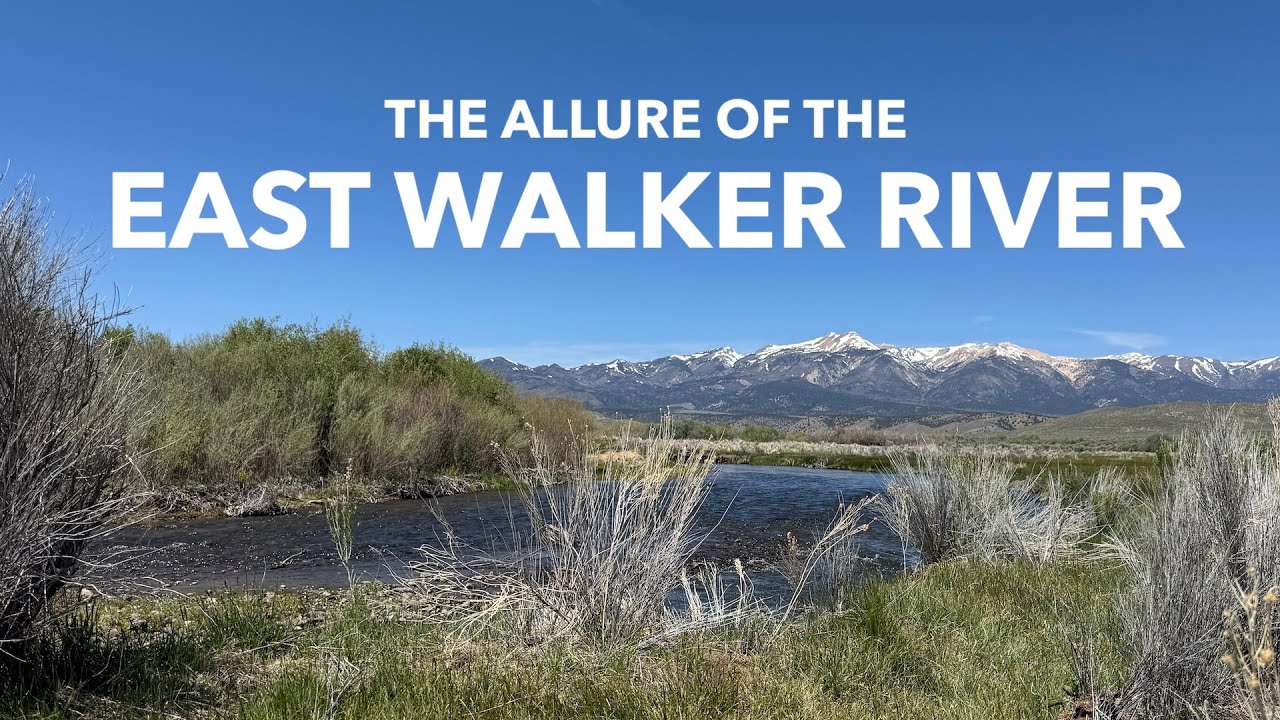 Fly Fishing the East Walker River in the Eastern Sierra with a 16-Foot Long Tenkara Rod