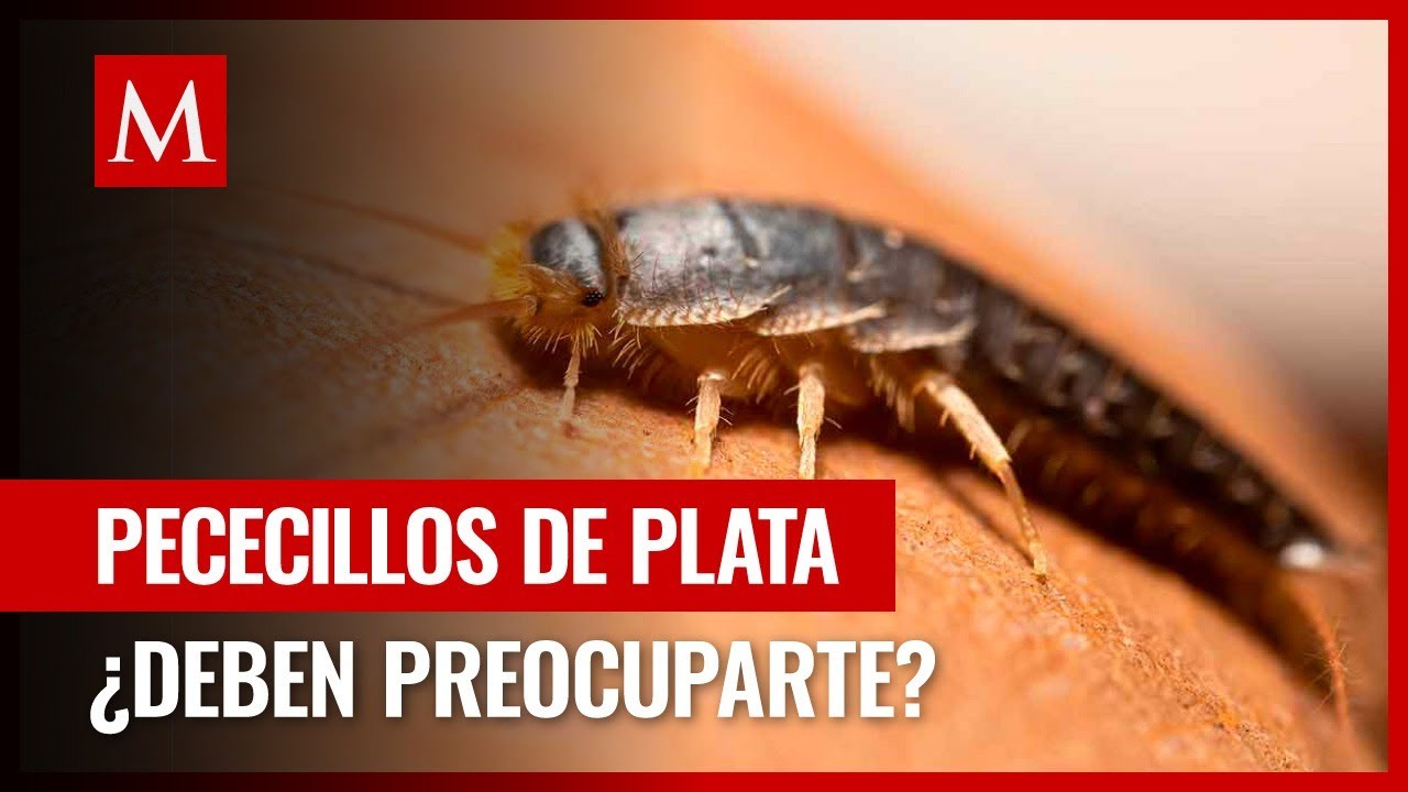 Pececillos de plata: qué son y cómo evitarlos en casa