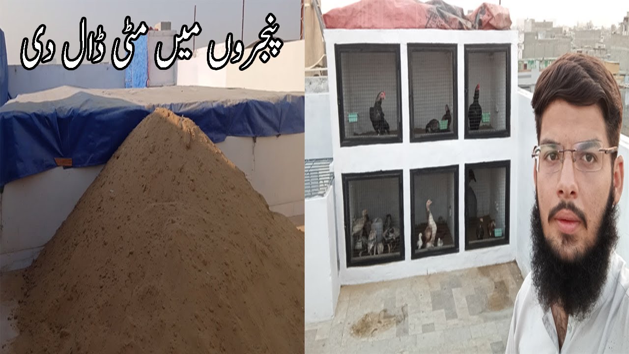 Cages me mati daal de| 27 Nov 2021