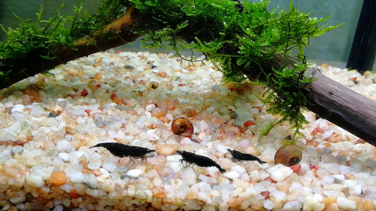 Аквариумные креветки неокаридины. Половые отличия