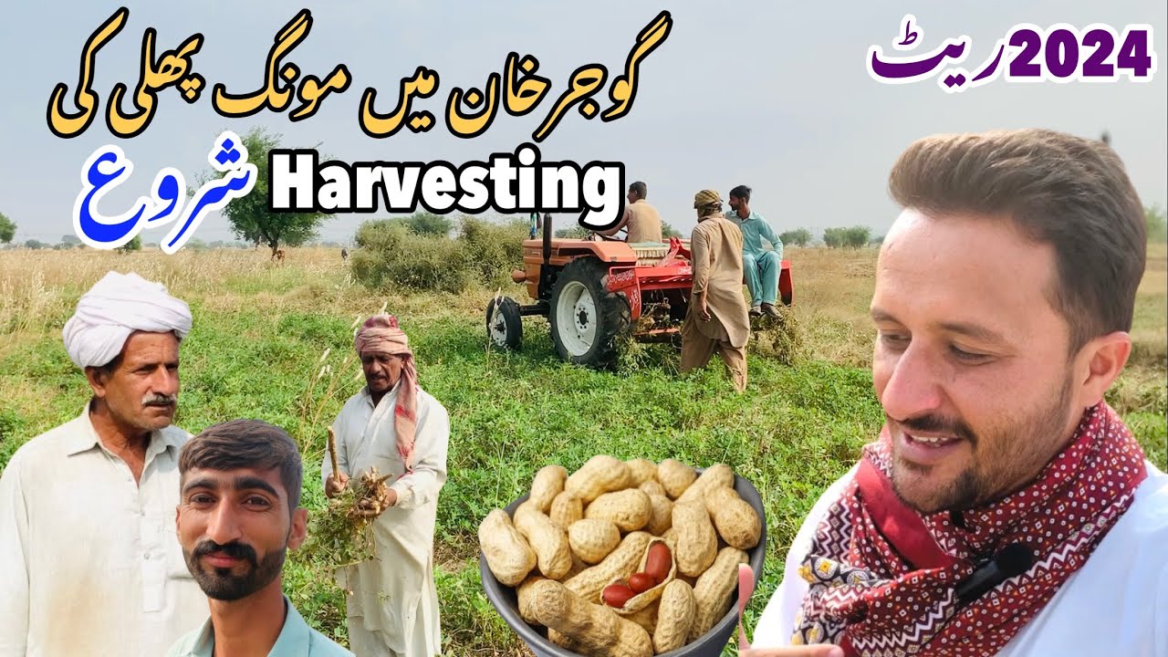 Peanut Harvesting In Pothwar || Zameendaron Sy Gupshup