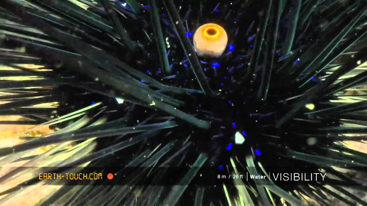 The weird world of the sea urchin