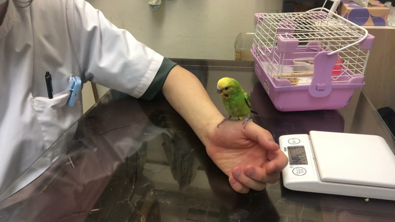 ②セキセイインコのピーちゃんの診察治療、ハンドリング、ハンドフィーディング