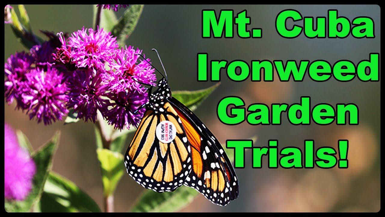 Ironweed’s Beauty and Ecological Value in Your Garden: Mt  Cuba’s Vernonia Trial