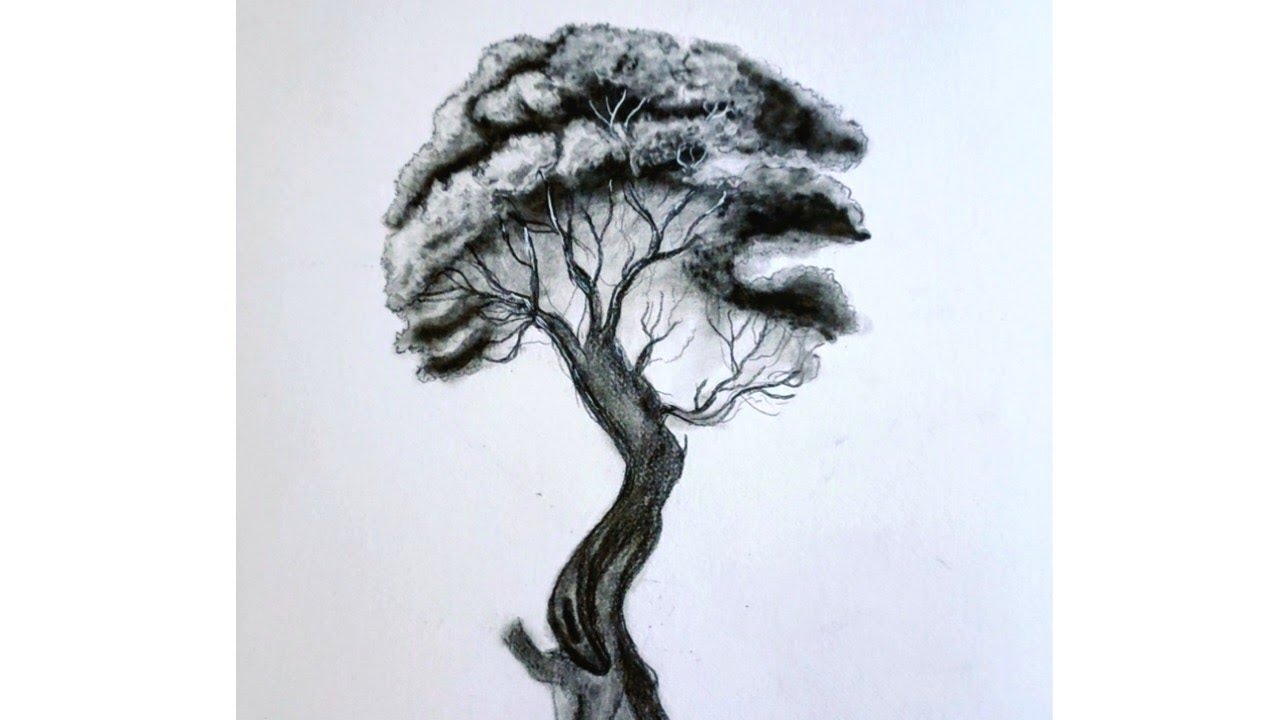 Sketch of tree with charcoal powder/ tutorial video 