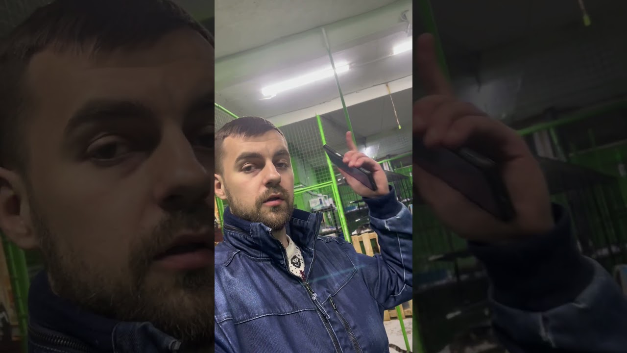 Завершающее видео про FeLV