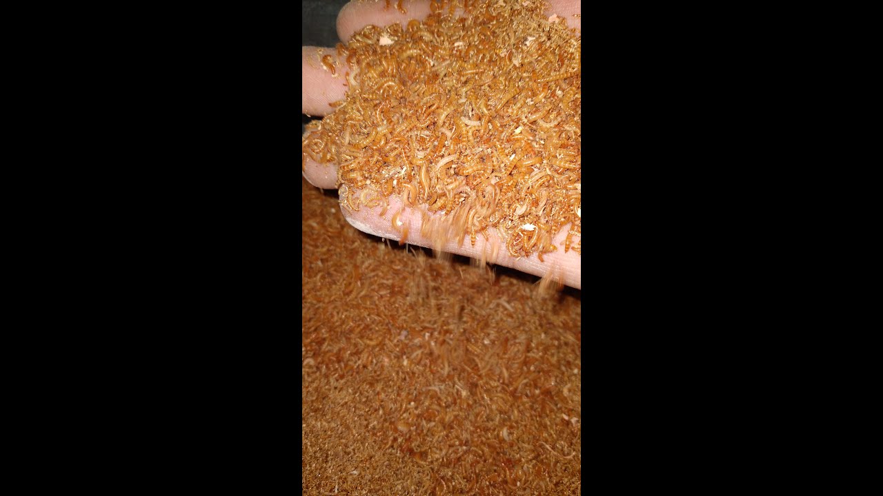 1000 Buffalo worms l UAE 🇦🇪