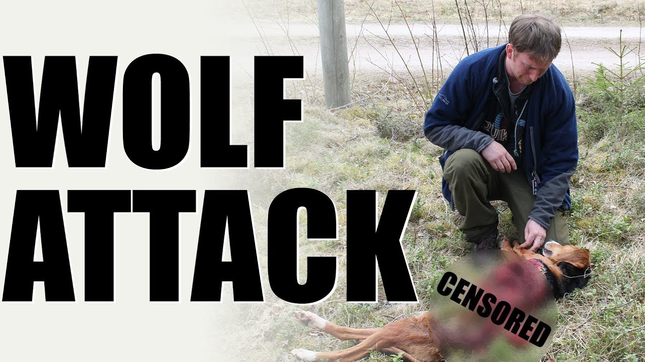 Fieldsports Britain - Wolf Attack