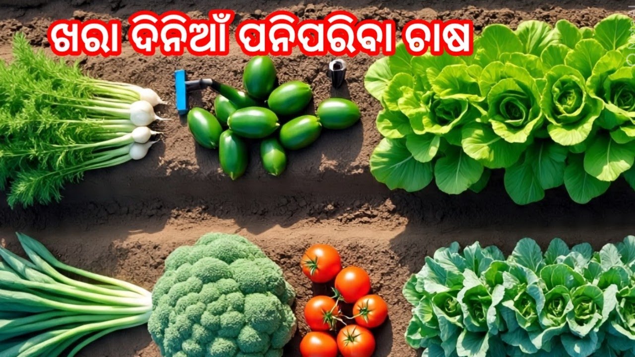 Top research variety vegetable //ଖରା ଦିନିଆଁ ପନିପରିବା ଚାଷ  // ସବୁଠାରୁ ଅଧିକ ଆୟ ହେଉଥିବା ପନିପରିବା ଚାଷ