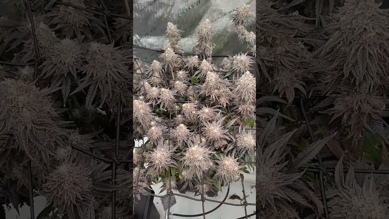 Harvest Day! Jenny Kush Spider Farmer 1000w LED 5 by 5 AC Infinity tent fans and AI RDWC