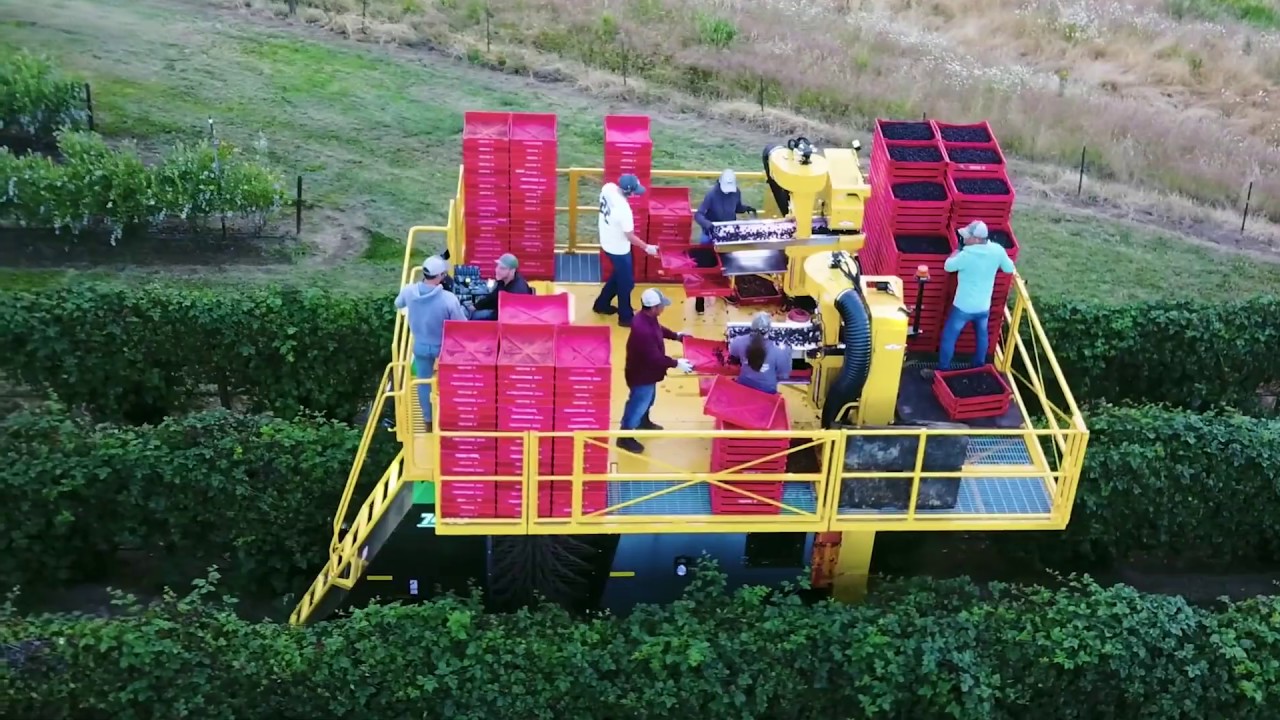 Oxbo Berry Harvesters