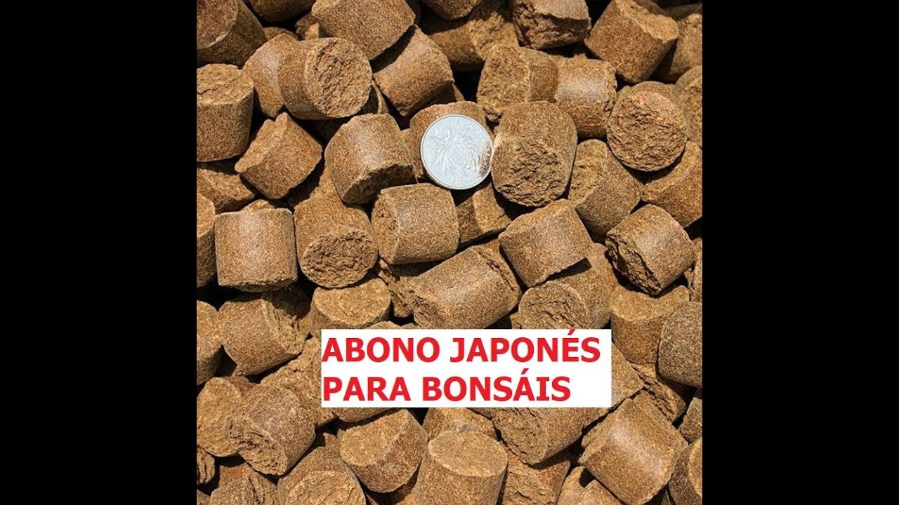 ABONO JAPONÉS PARA BONSÁIS ֍ CURSO BÁSICO DE BONSÁI 🌿🍁🌸⛩️