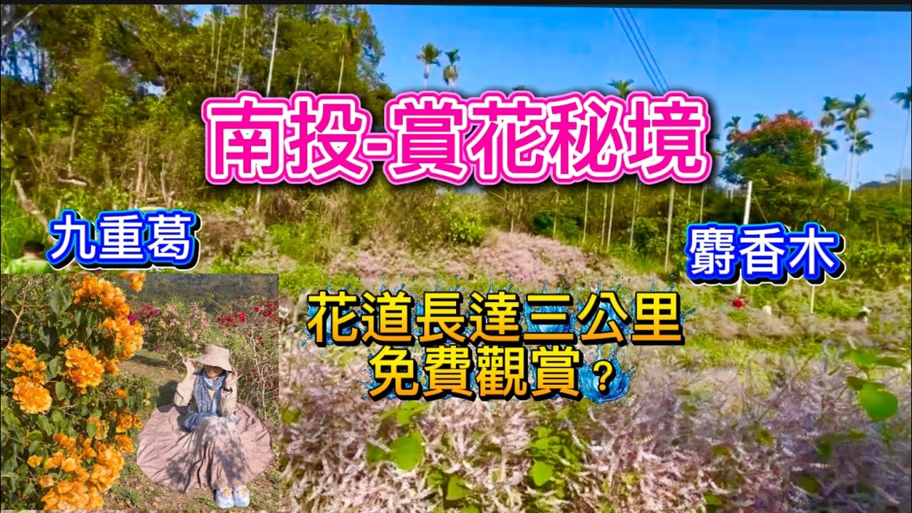 2025南投清水溝麝香木花道-我遇到了台灣最美的風景—《善行義舉》#南投#清水溝溪九重葛花道、#麝香木花道#旅遊勝地