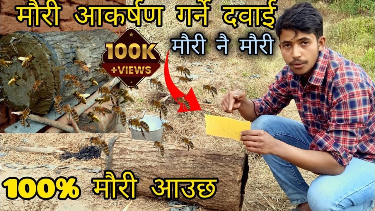 Bee trap मौरी लाई घारमा कसरी आकर्षण गर्ने । । घार खोज्न आएका महुरिलाइ कसरी आकर्षित गर्ने|| मौरी पालन