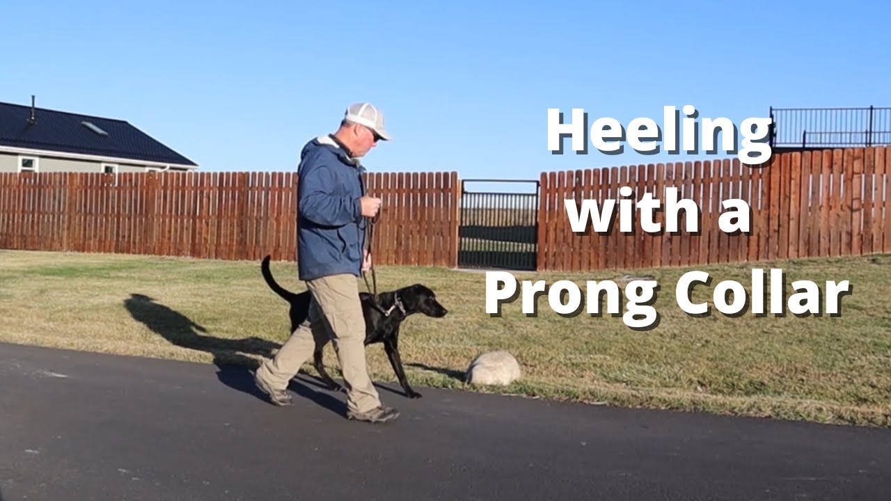 How To Heel Your Dog with a Prong Collar