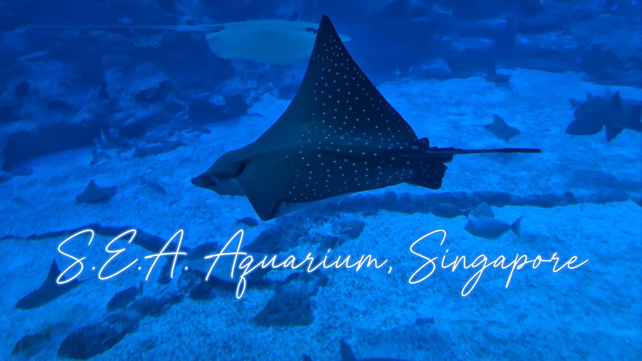 SEA AQUARIUM SENTOSA ISLAND SINGAPORE