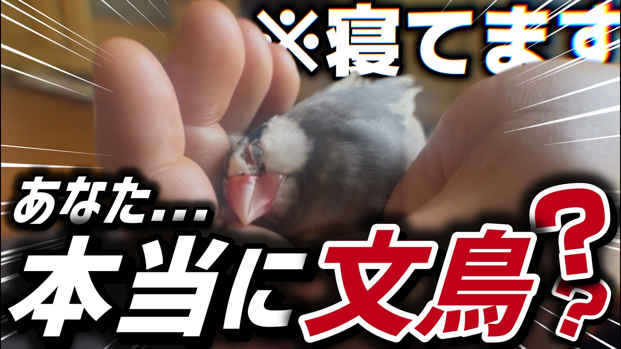 【文鳥】自分が文鳥だということを忘れて寝てる文鳥www