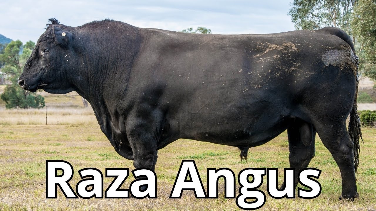Raza de Ganado Angus: Descubriendo su Origen, Características y Productividad