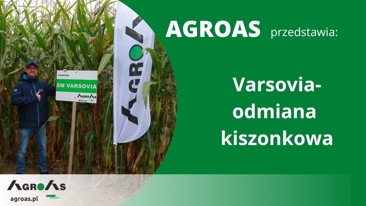 AGROAS przedstawia - Kukurydza Varsovia - odmiana kiszonkowa