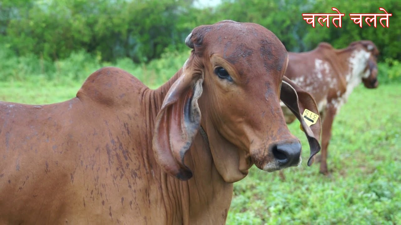 50 Gir Heifers and Cows for Sale | शुद्ध गिर गाय व् बछडी फॉर सेल