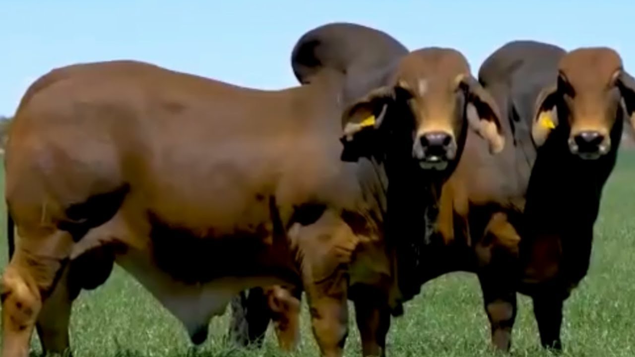 7 Most Biggest Bull Breeds Of The World - agricultural world